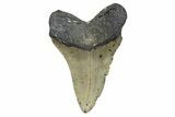 Serrated, Fossil Megalodon Tooth - North Carolina #345656-2